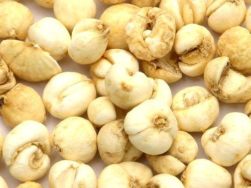 Xuyên bối mẫu Xuyên bối mẫu